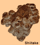 Shiitake Mushroom Growing Picture