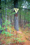Start of the old portage, at Cox Lake in the Kawarthas, Ontario .jpg (177452 bytes)