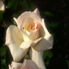 White Rose