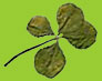 4 leaf clover
