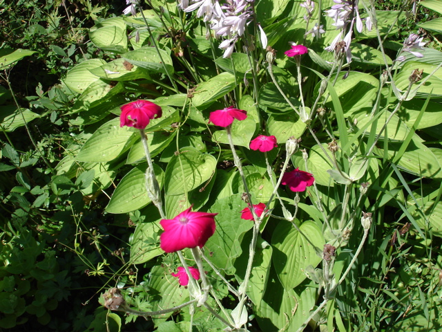 DSC00027.JPG