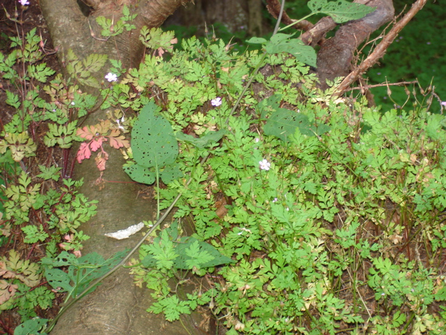 DSC00015.JPG