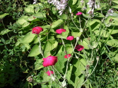 DSC00027.JPG