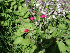 DSC00028.JPG