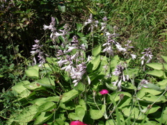 DSC00029.JPG