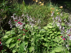 DSC00030.JPG