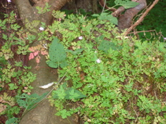 DSC00015.JPG