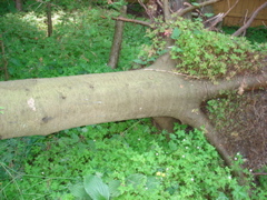DSC00016.JPG