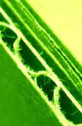 corrugated cardboard / du carton