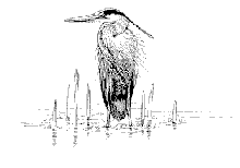 [Great Blue Heron]