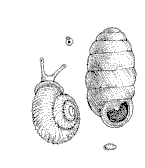 [Pupilla and Vallonia]