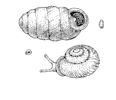 [Pupilla and Vallonia]