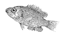 [Rock Bass]