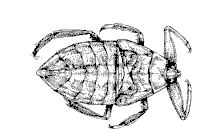 [Giant Waterbug]