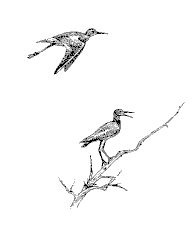 [Yellowlegs]