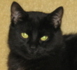 Photo of cat.