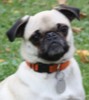 Photo of pug.