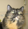 Photo of cat.