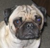 Photo of pug.