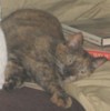 Photo of cat.