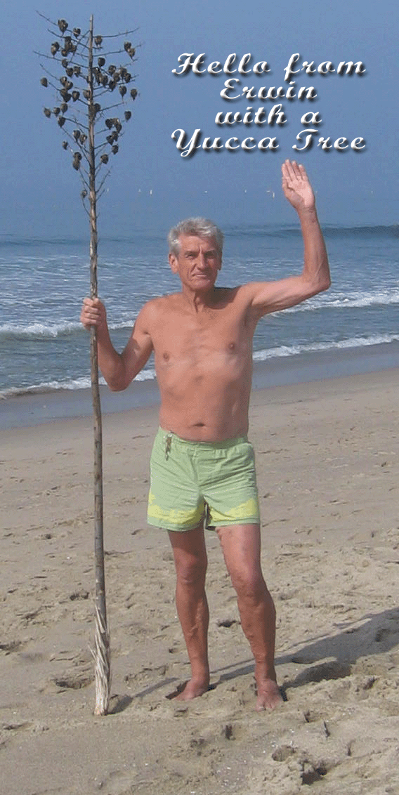 Hello from Erwin with a Yucca Tree
