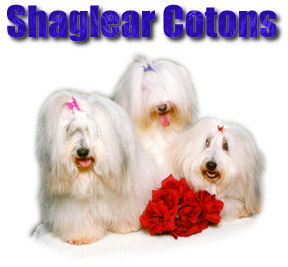 dog.jpg (27765 bytes)