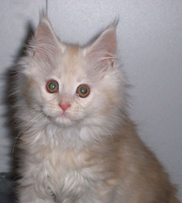 Kira