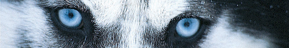 photo of husky eyes
