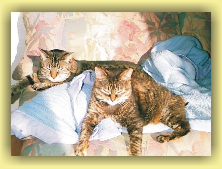 Tabitha and Kramer's afternoon nap