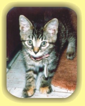 Tabitha the kitten