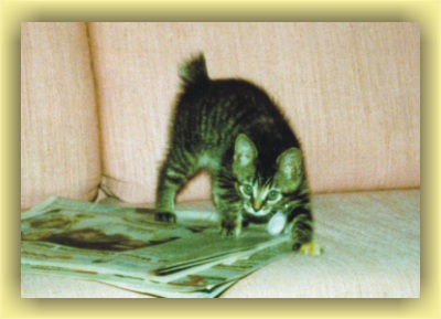 Tabitha the attack kitten