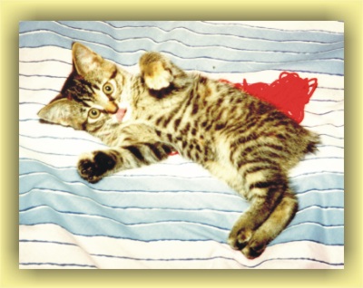 Tabitha playing with yarn