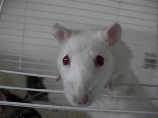 Tristen's rat Tiu