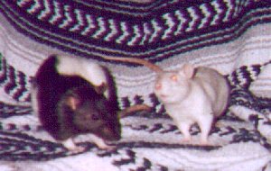 Kristin's rats Bess & Ty