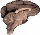 Monkey Brain