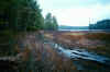 wetlands damage - towards Cox Lake.jpg (111817 bytes)