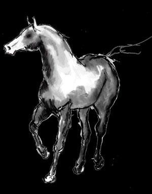 horse on black trotting.