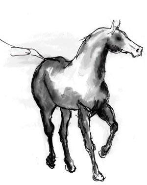 trotting black horse on white background