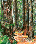A forrest