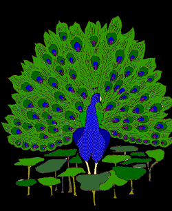 [Peacock3]