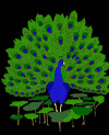 [Peacock3]