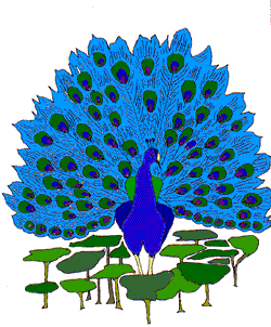 [Peacock6]