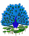 [Peacock6]