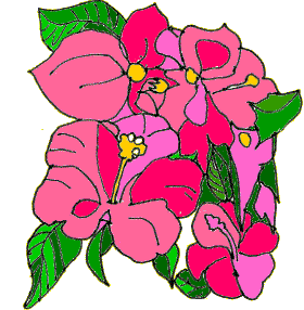 [hibiscus