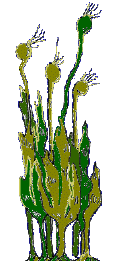 [Kelp forests