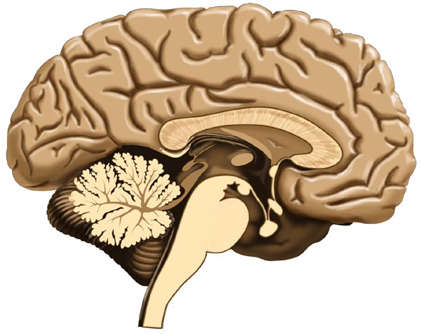 brain.jpg (126376 bytes)