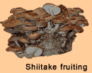 Shiitake Mushrooms fruiting from a Home Growing Kit Picture